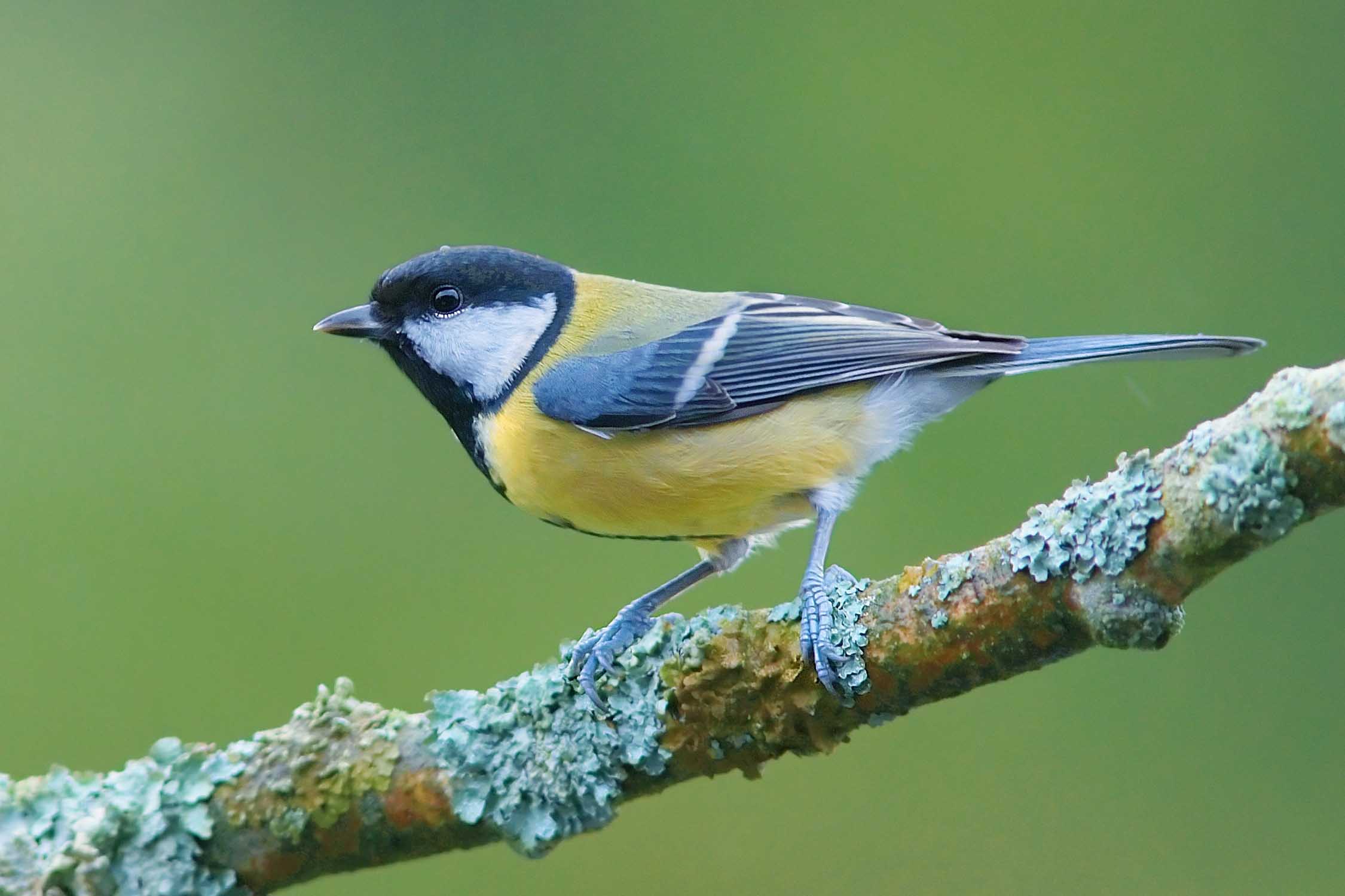 Parus major 2 Luc Viatour