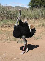 ostrich