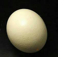 ostrich egg