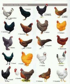 poultry2