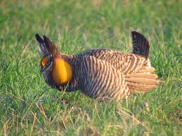 prairie chicken